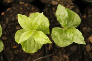 Coffee-top-indoor-outdoor-plant-in-india-name-pictures-small-large-online-air-purifying-Space-Gardener