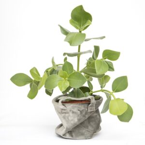 Rubber-top-indoor-outdoor-plant-in-india-name-pictures-small-large-online-air-purifying-Space-Gardener