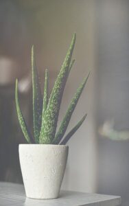 aloe-vera-top-indoor-outdoor-plant-in-india-name-pictures-small-large-online-air-purifying-Space-Gardener