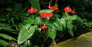 anthurium-top-indoor-outdoor-plant-in-india-name-pictures-small-large-online-air-purifying-Space-Gardener