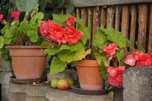 begonias-top-indoor-outdoor-plant-in-india-name-pictures-small-large-online-air-purifying-Space-Gardener