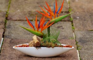 bird of paradise-top-indoor-outdoor-plant-in-india-name-pictures-small-large-online-air-purifying-Space-Gardener