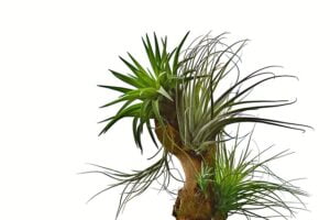 bromeliad-top-indoor-outdoor-plant-in-india-name-pictures-small-large-online-air-purifying-Space-Gardener