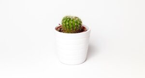 cactus-top-indoor-outdoor-plant-in-india-name-pictures-small-large-online-air-purifying-Space-Gardener