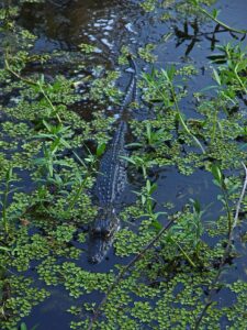 crocodile fern-top-indoor-outdoor-plant-in-india-name-pictures-small-large-online-air-purifying-Space-Gardener