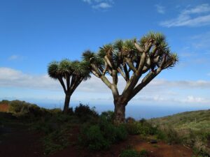 dragon-tree-top-indoor-outdoor-plant-in-india-name-pictures-small-large-online-air-purifying-Space-Gardener