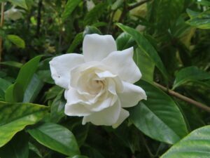 gardenia-top-indoor-outdoor-plant-in-india-name-pictures-small-large-online-air-purifying-Space-Gardener