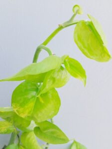 golden pothos-top-indoor-outdoor-plant-in-india-name-pictures-small-large-online-air-purifying-Space-Gardener