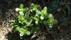 jade-top-indoor-outdoor-plant-in-india-name-pictures-small-large-online-air-purifying-Space-Gardener