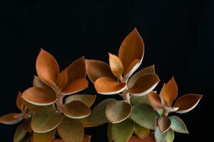 kalanchoe-top-indoor-outdoor-plant-in-india-name-pictures-small-large-online-air-purifying-Space-Gardener