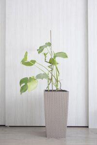 philodendron-top-indoor-outdoor-plant-in-india-name-pictures-small-large-online-air-purifying-Space-Gardener