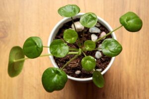 pilea-top-indoor-outdoor-plant-in-india-name-pictures-small-large-online-air-purifying-Space-Gardener