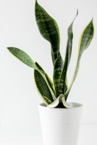 snake-top-indoor-outdoor-plant-in-india-name-pictures-small-large-online-air-purifying-Space-Gardener